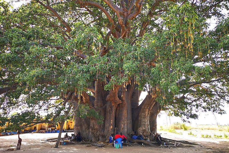 Baobab sacré de Fadial - Sénégal