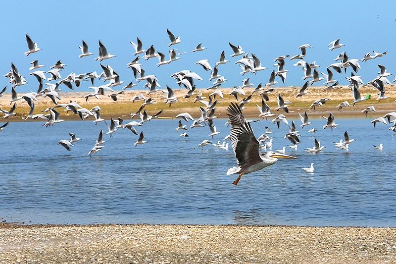 Pélicans dans la Réserve naturelle de Palmarin - Sénégal