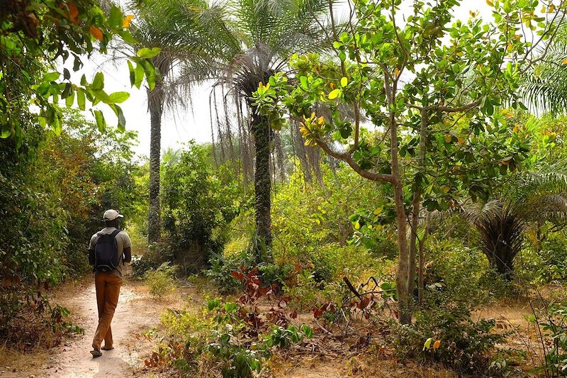 Randonnée en direction du village d'Oukout à travers la palmeraie - Sénégal