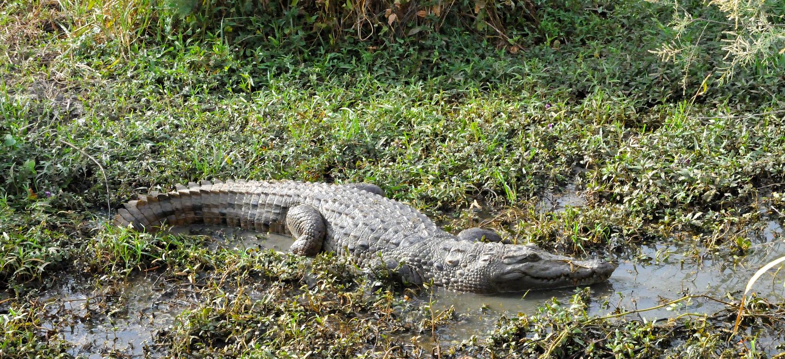Image Entre océan et savane