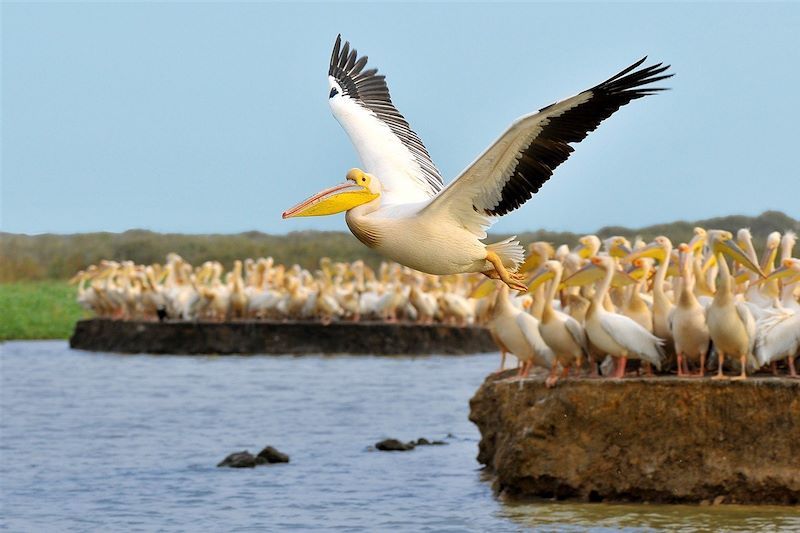 voyage Sénégal