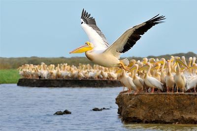 voyage Entre océan et savane