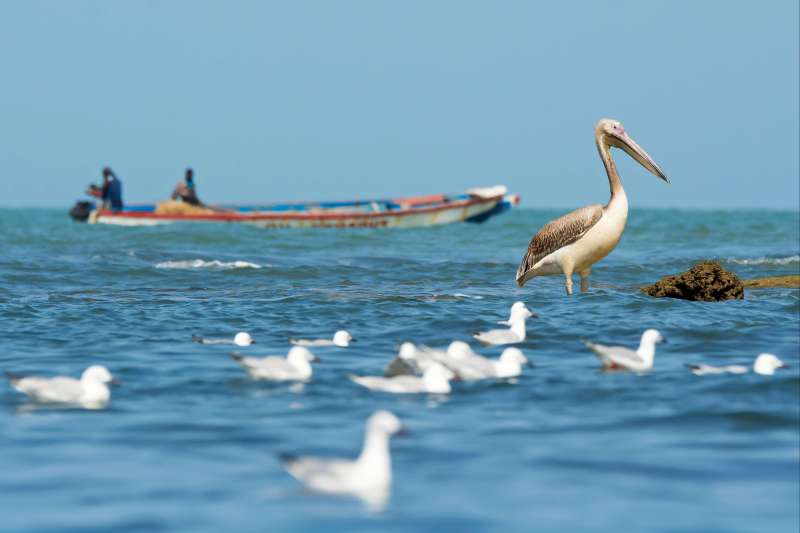 En pirogue au Siné Saloum 