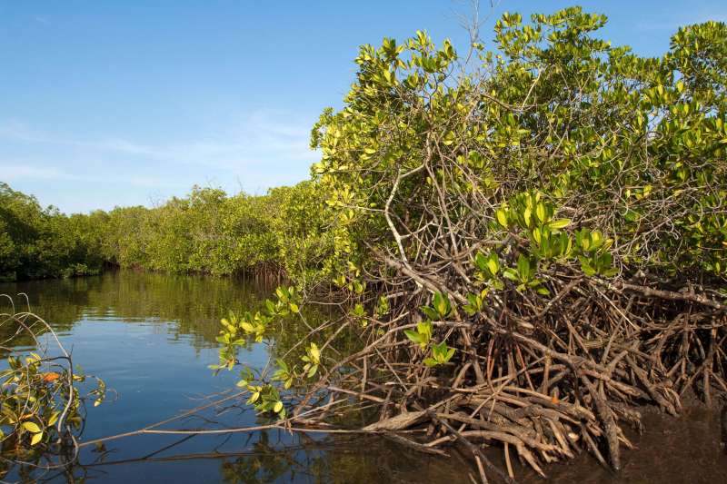En pirogue au Siné Saloum 
