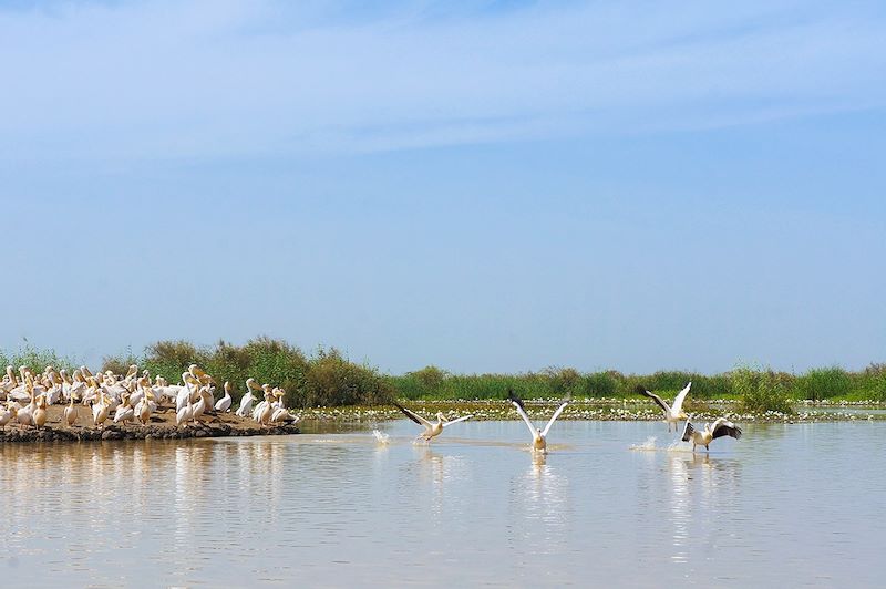Parc du Djoudj - Sénégal