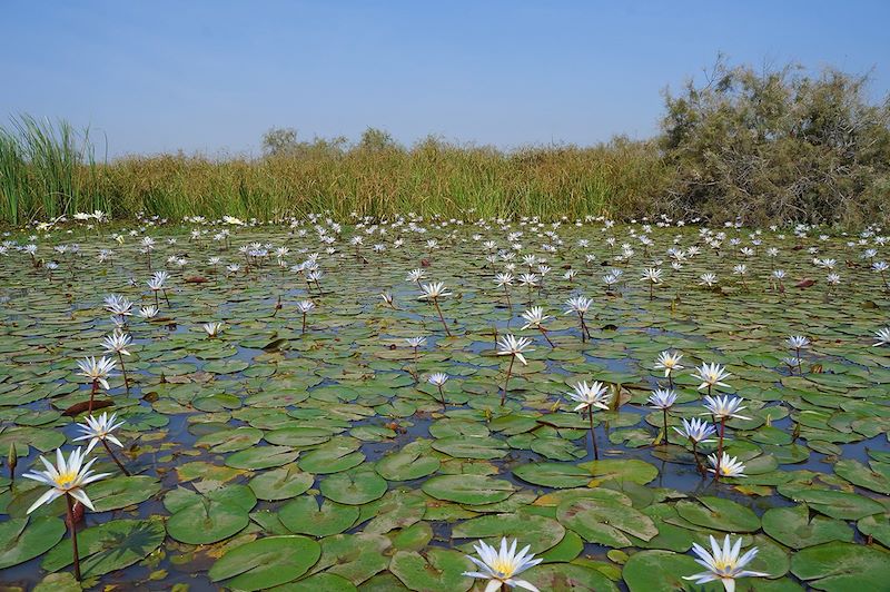 Parc du Djoudj - Sénégal