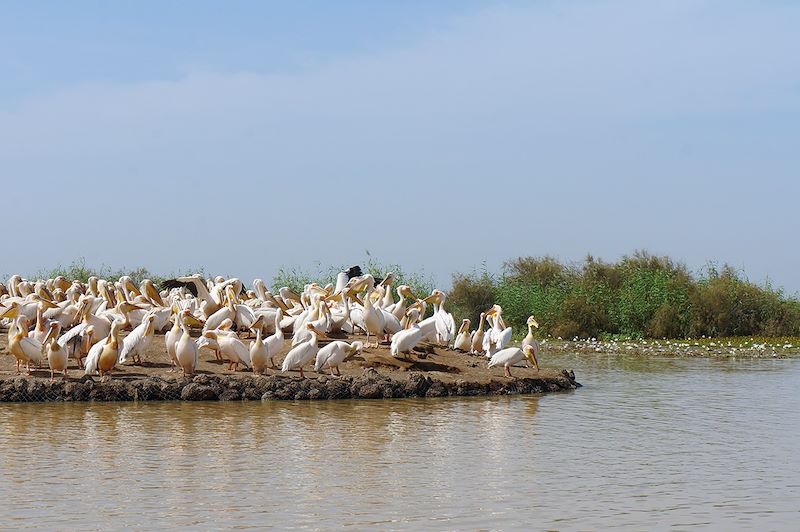 Parc du Djoudj - Sénégal