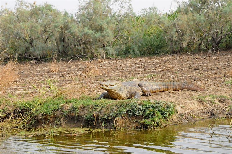 Parc national des oiseaux du Djoudj - Département de Dagana - Région de Saint-Louis - Sénégal