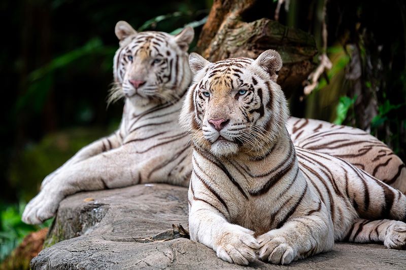 Tigres blancs au Zoo de Singapour