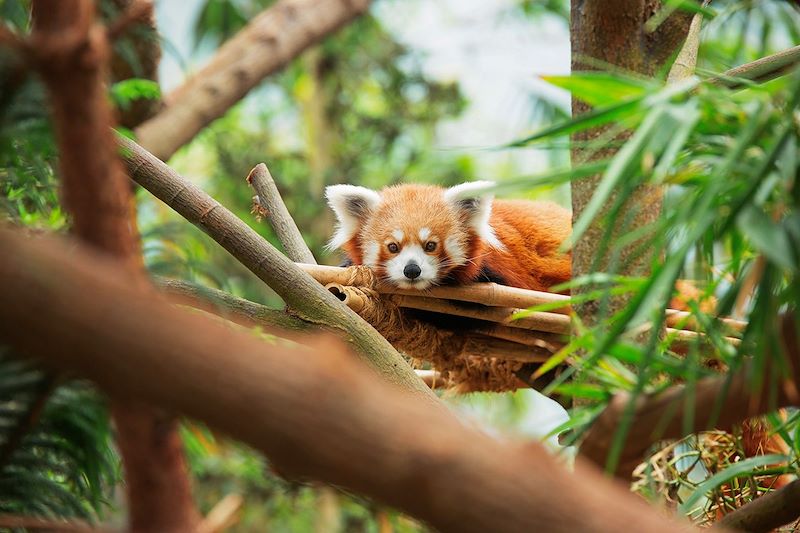 Panda roux au River Safari - Singapour