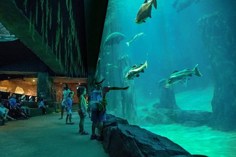 Enfants regardant les poissons - River Safari - Singapour