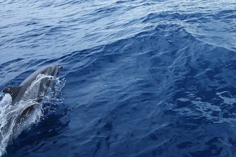 Dauphin tacheté pan-tropical - Île de Sainte Hélène