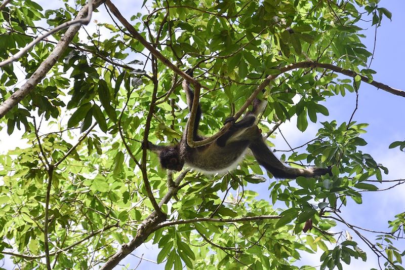 Singe dans le parc National de Tikal - Département du Peten - Guatemala