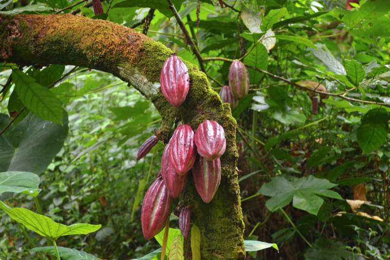 São Tomé, le paradis retrouvé !