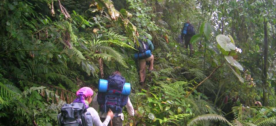Trek en forêt équatoriale, plantations de café, cacao, visites et plages sauvages !