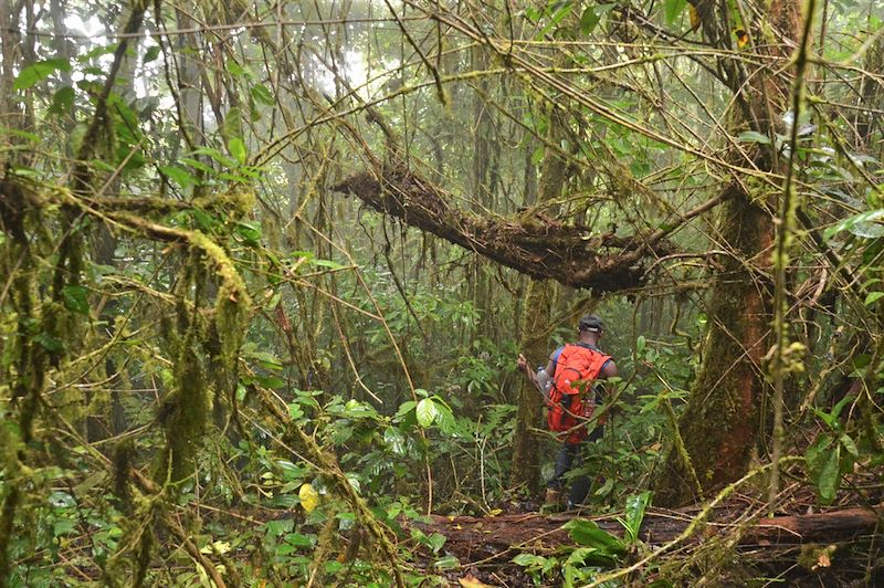 Randonnée entre Lagoa Amelia et Bombain - Parc naturel Obo - Sao Tomé-et-Principe