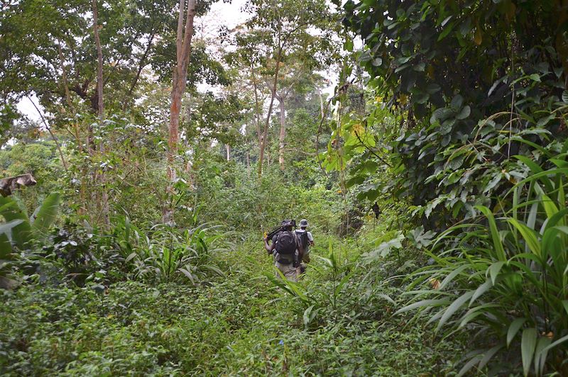 Randonnée entre Poiso Alto et Bom Sucesso - Parc naturel Obo - Sao Tomé-et-Principe