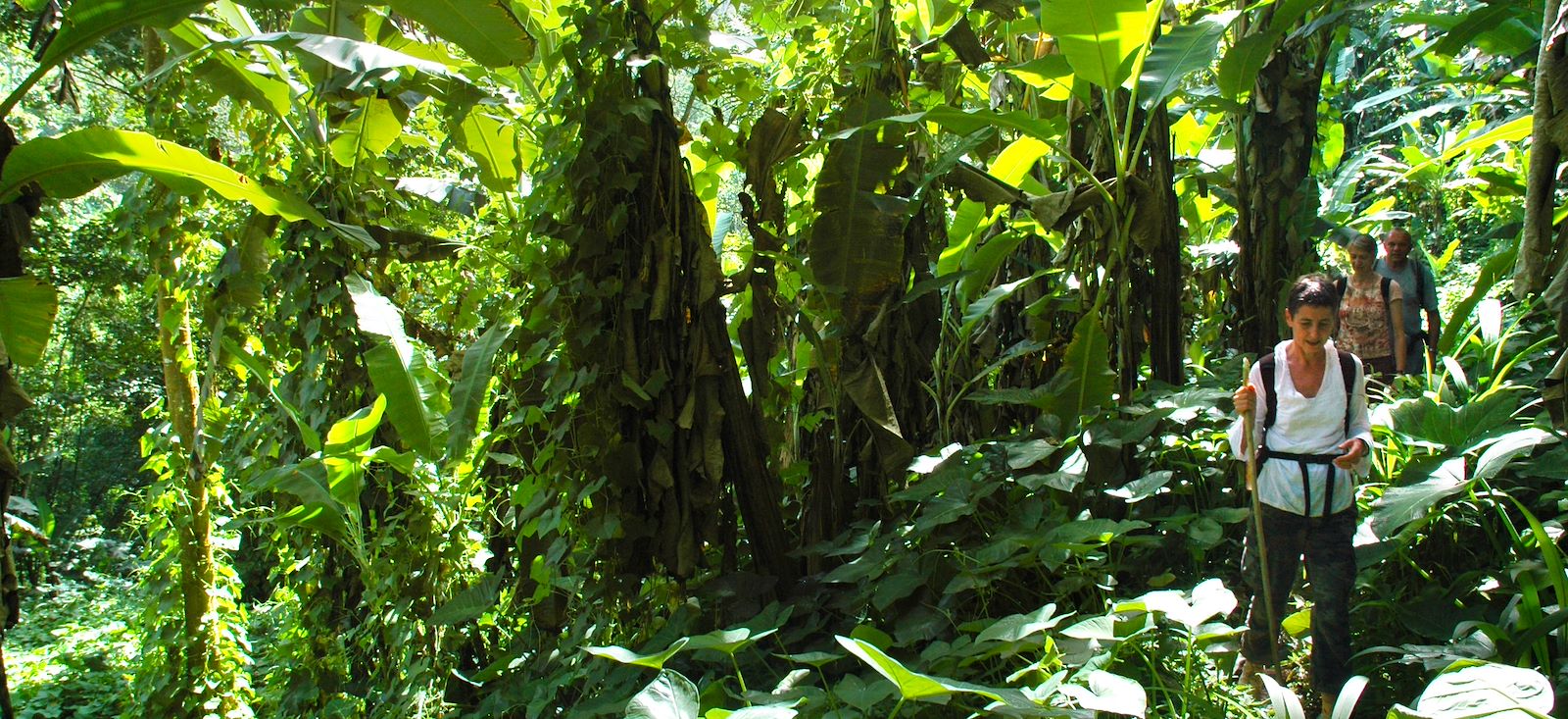 Image Trek équatorial sur les traces du cacao !