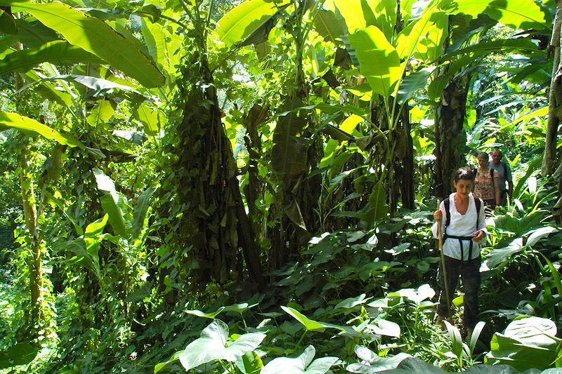 Randonnée dans la forêt - Sao Tomé