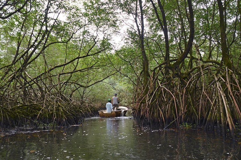 Mangrove près de Jale - Sao Tomé-et-Principe