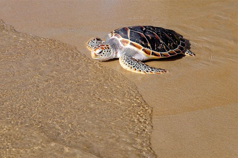 Tortue marine