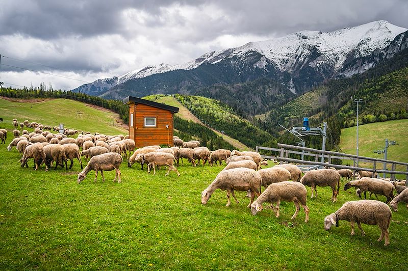 Troupeau de mouton en Slovaquie