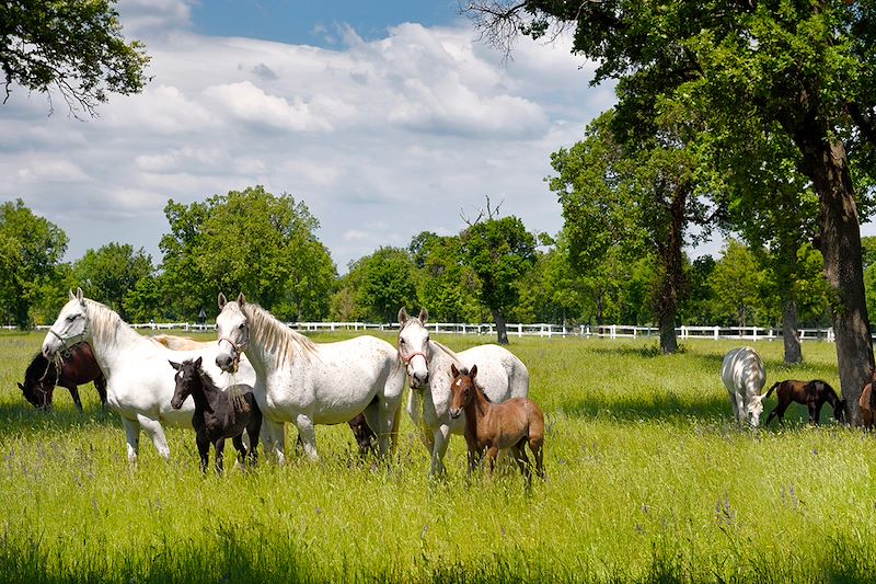 Haras de Lipica - Littoral - Slovénie