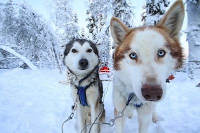 voyage Petits lapons du grand nord