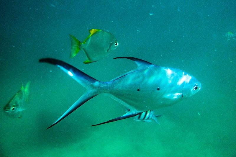 Snorkeling autour de l'îlot Saint-Pierre - Ile de Praslin - Seychelles