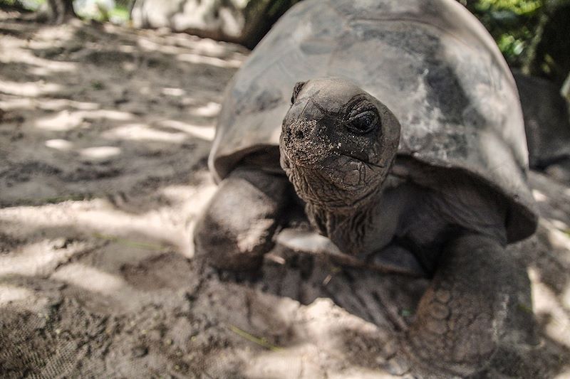 Tortue aux Seychelles