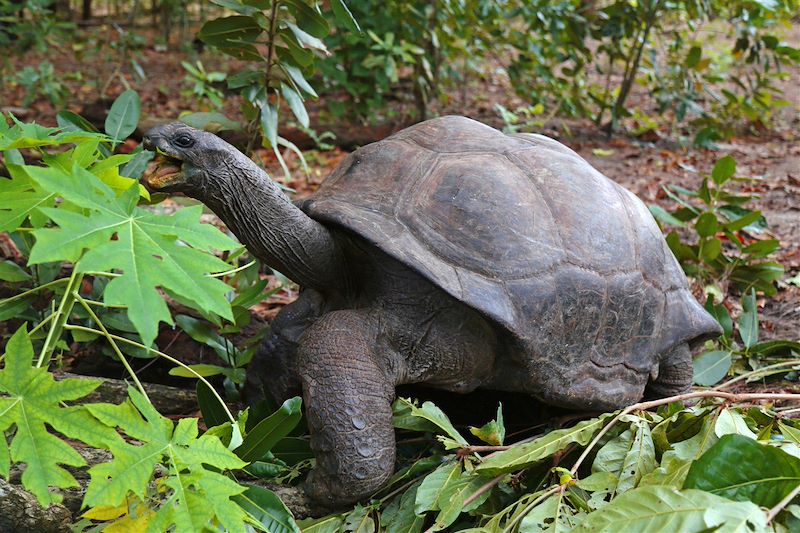 Île de Curieuse - Seychelles