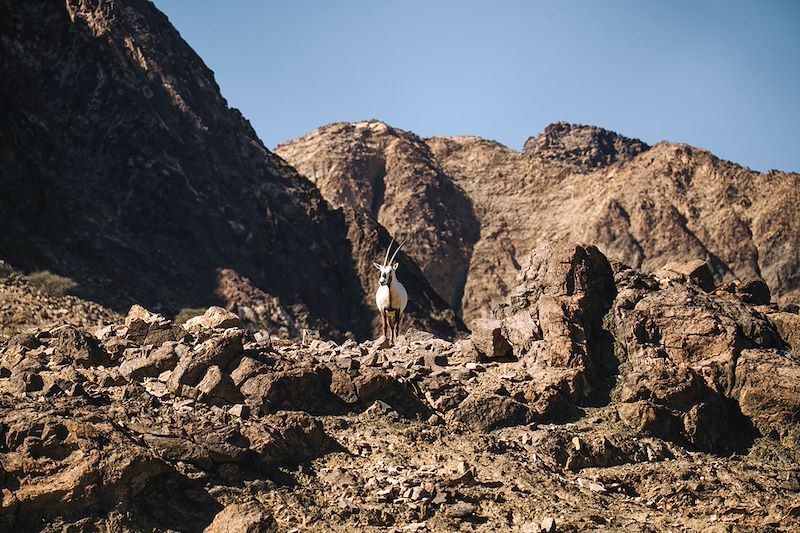 Chèvre dans les montagnes d'Hatta - Dubaï -  Émirats Arabes Unis
