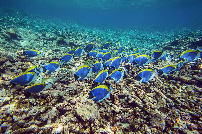 Snorkeling aux Seychelles