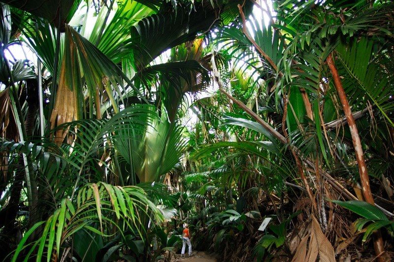 Vallée de Mai - Praslin - Seychelles