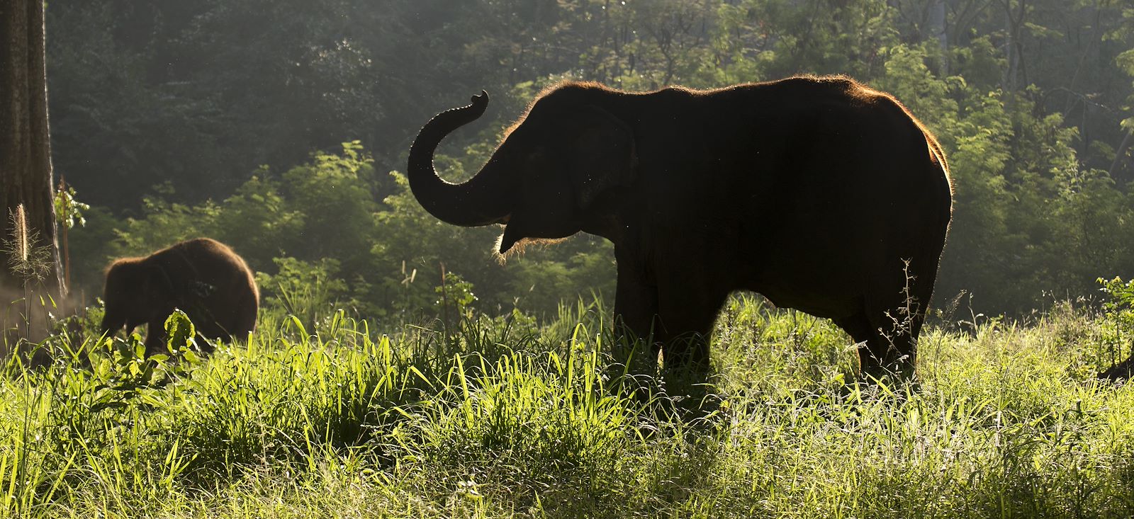 Image Best of Thaï, entre jungle et tradition