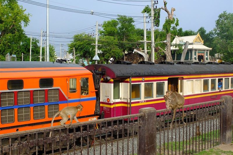 Macaques devant la voie de chemin de fer de Lopburi - Province de Lopburi - Thaïlande