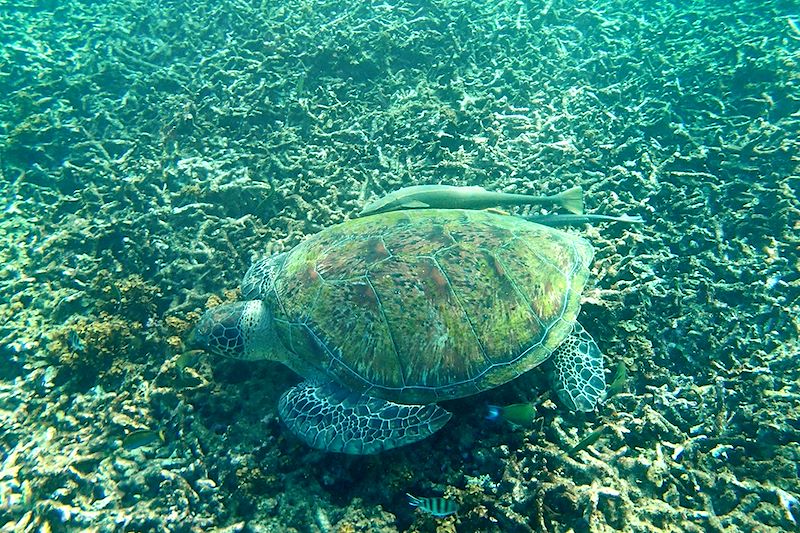 Tortue à Koh Tao - Golfe de Thaïlande - Thaïlande