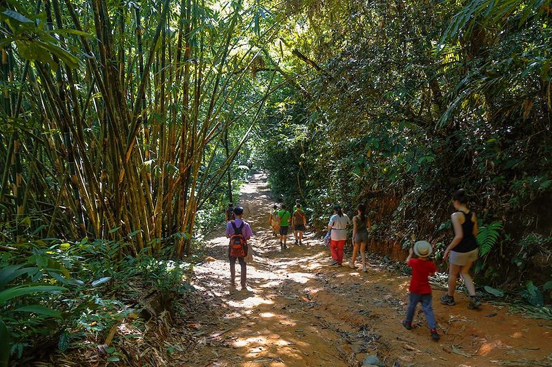 Randonnée dans le Parc National de Khao Sok - Thaïlande