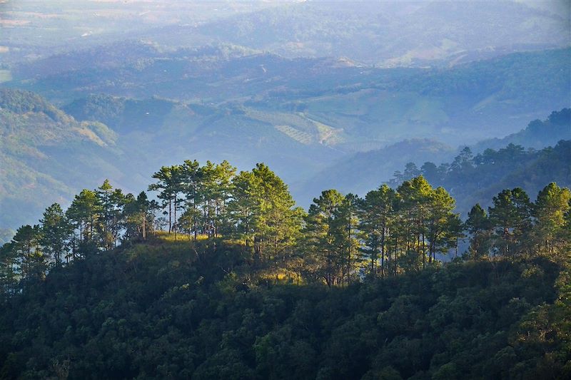 Randonnée dans la forêt - région de Chiang Mai - Thaïlande