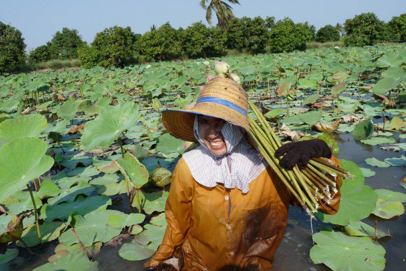 Cueillette du lotus - Thaïlande