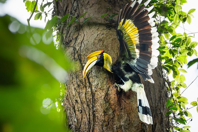 Calao bicorne au Parc national de Khao Yai - Thaïlande