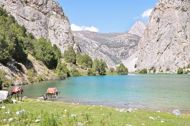 Ânes au bord du lac Tchukurak (2 423 m) - Tadjikistan