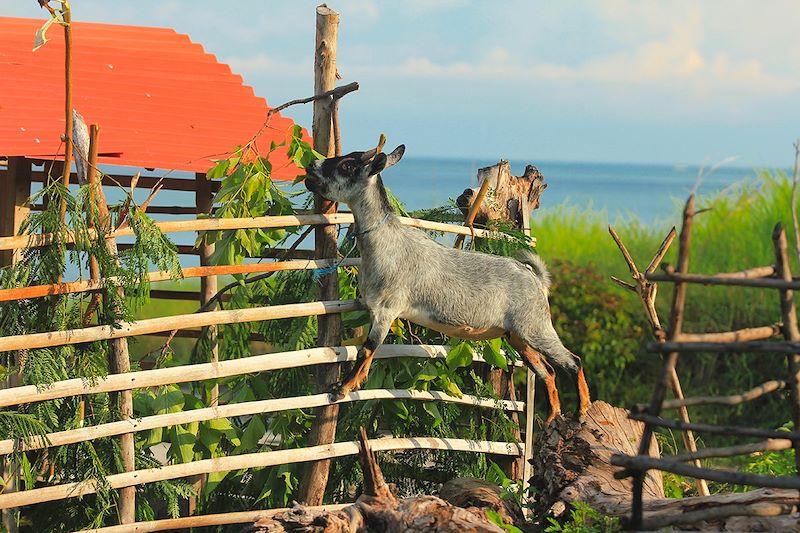 Chèvre sur l'île Atauro - Timor oriental