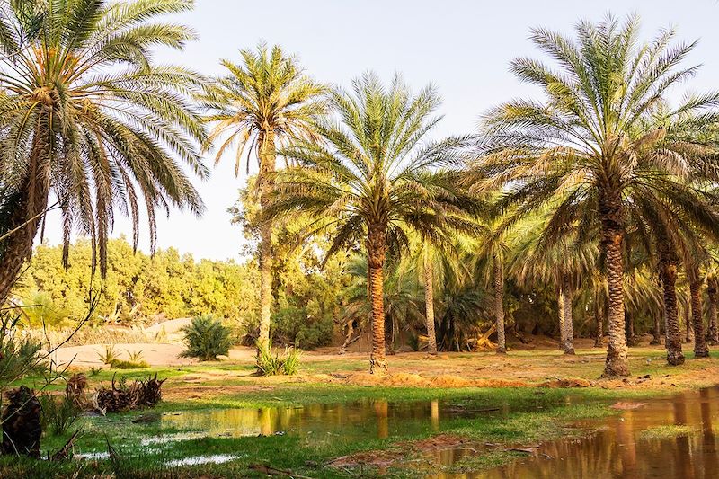 Oasis près de Ksar Ghilane - Grand Erg oriental - Tunisie
