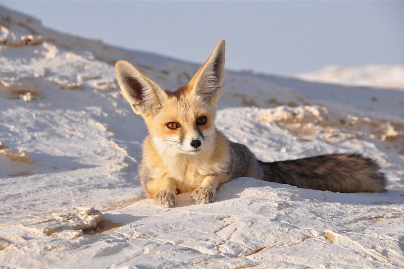 Dessine-moi un renard !