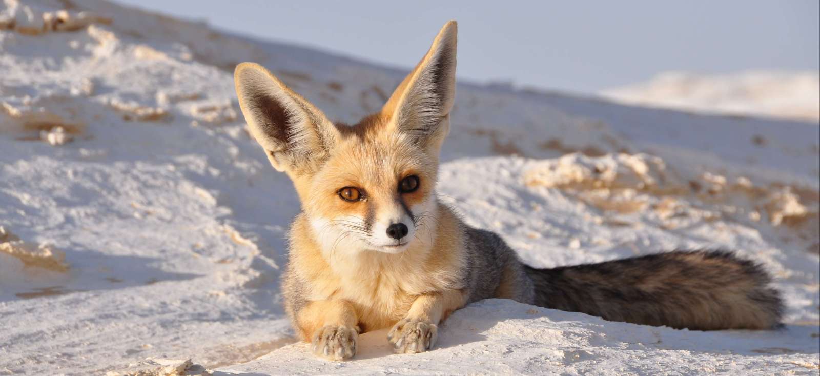 Trek - Dessine-moi un renard !