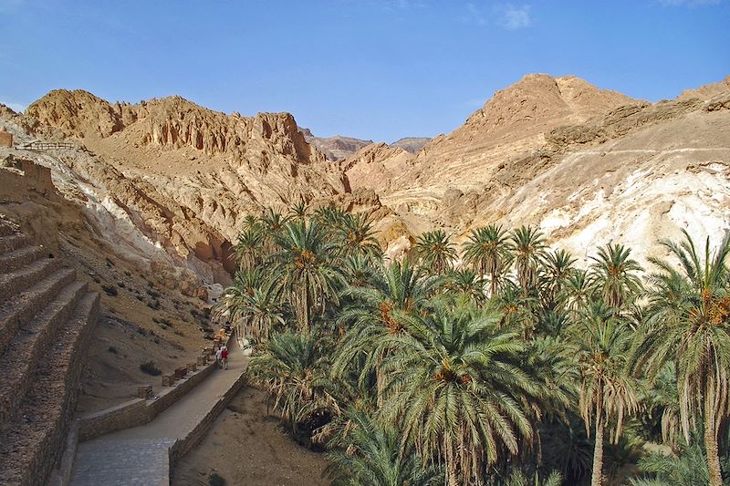 Palmeraie Tozeur - Tunisie
