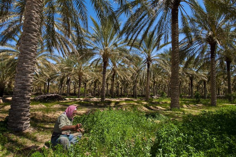 Oasis de Douz - Tunisie