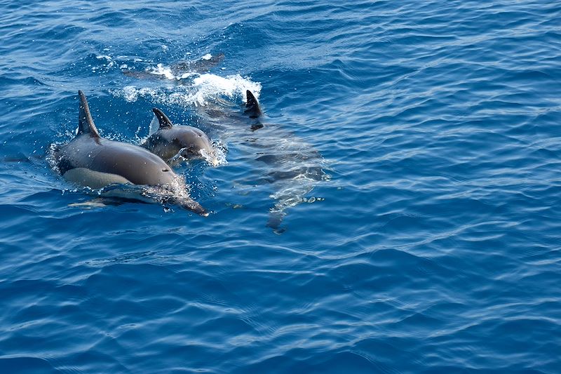 Dauphins en mer Égée - Turquie