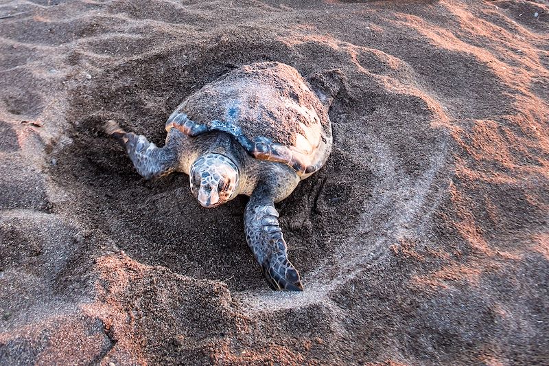 Tortue Caretta caretta (Caouanne) en Turquie